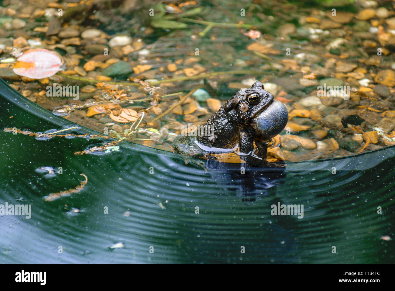 Un petit crapaud brun coassant avec gorge gonflée, est assis dans l'eau peu profonde. Banque D'Images
