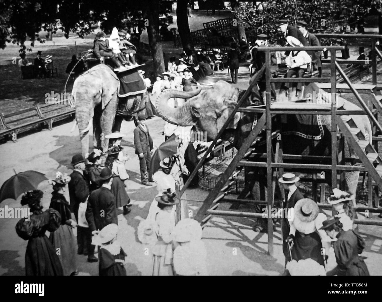 Tour d'éléphant au zoo Banque D'Images