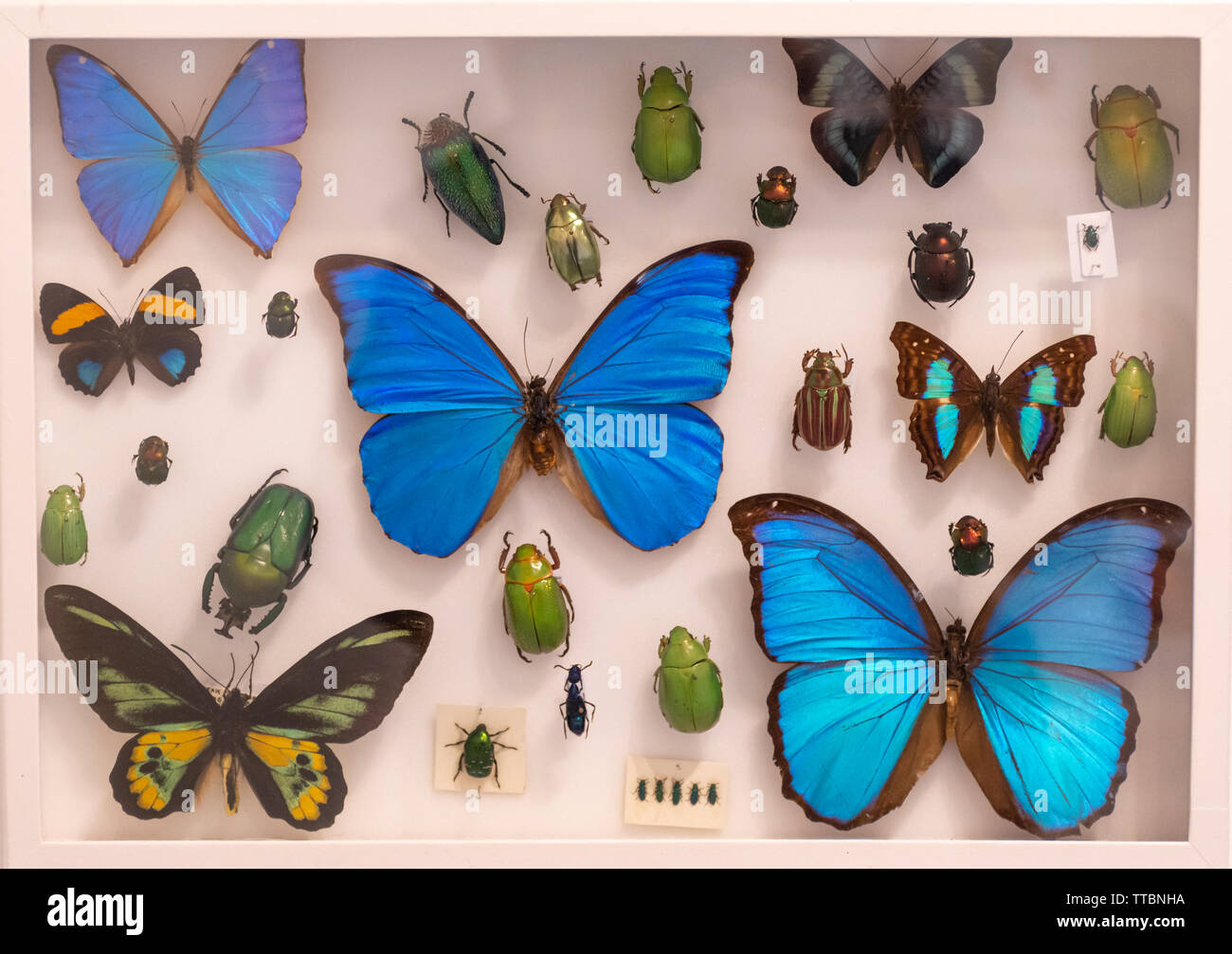 Vitrine de papillons et insectes colorés au Dr Beynon's Bug ferme, une principale attraction de Pembrokeshire, Pays de Galles Banque D'Images