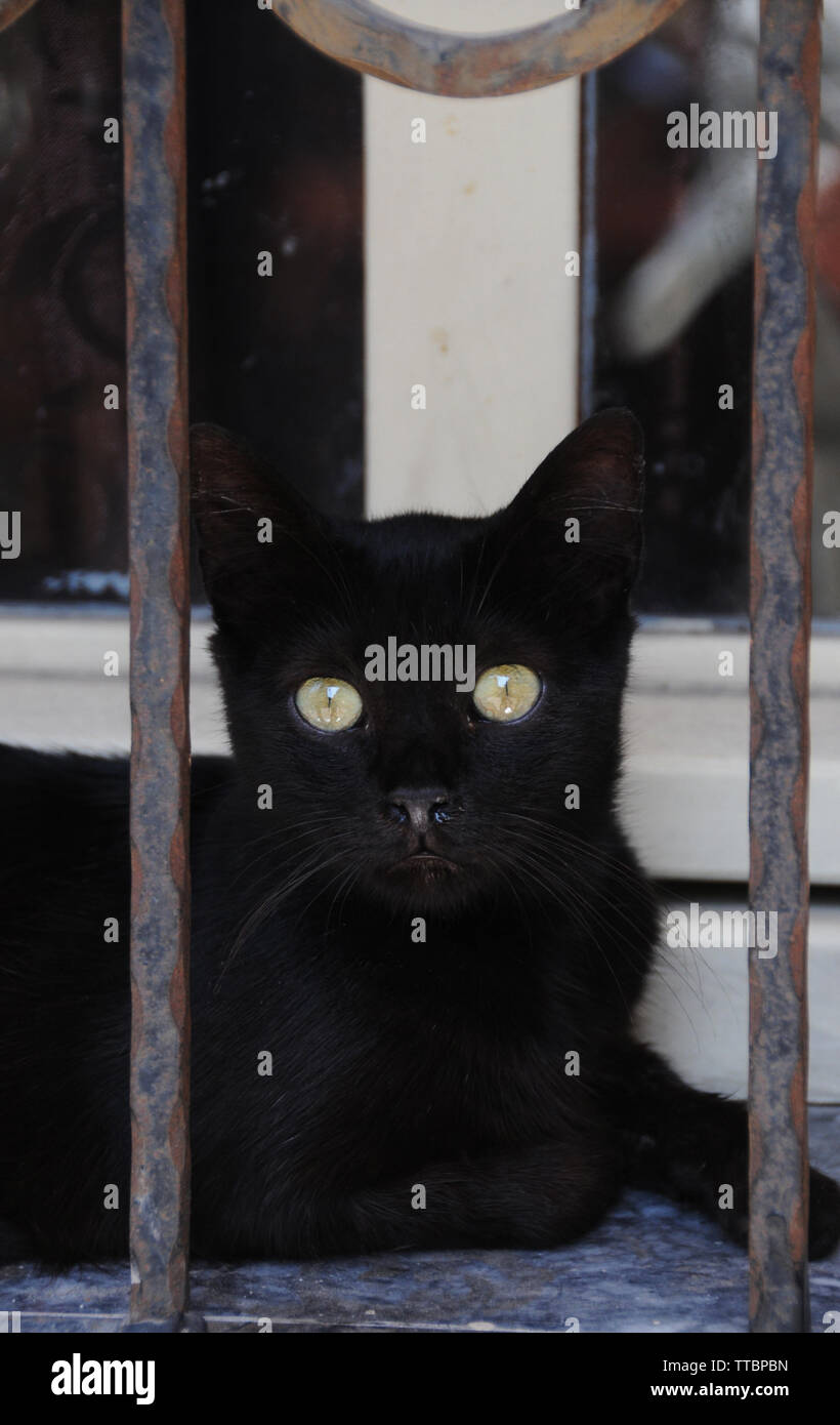 Chats Cool Banque D Image Et Photos Alamy