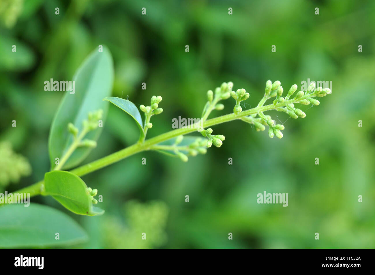 Macrophotographie des inflorescence avec boutons de ligustrum, le Troène, une haie planter Banque D'Images