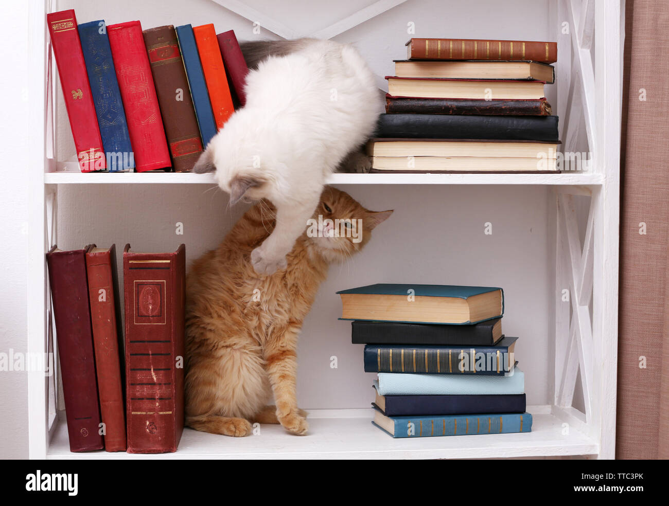 Cute little cats sur étagère avec livres sur fond clair Banque D'Images