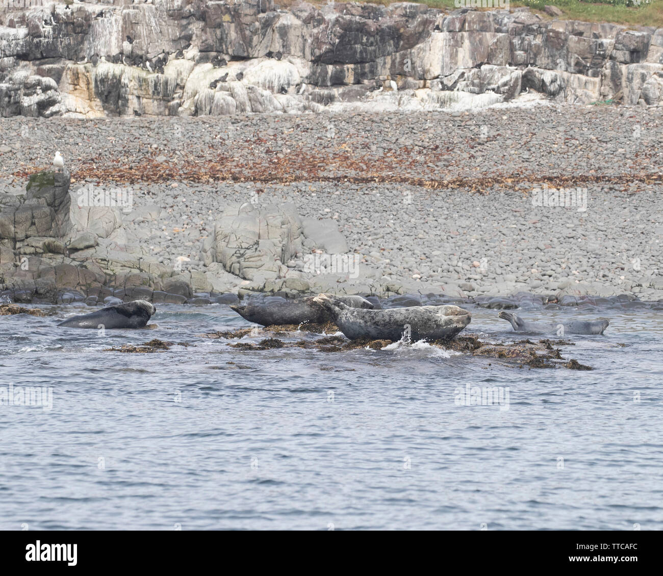 Les phoques gris se trouvant sur la rive de l'Iles Farne Banque D'Images