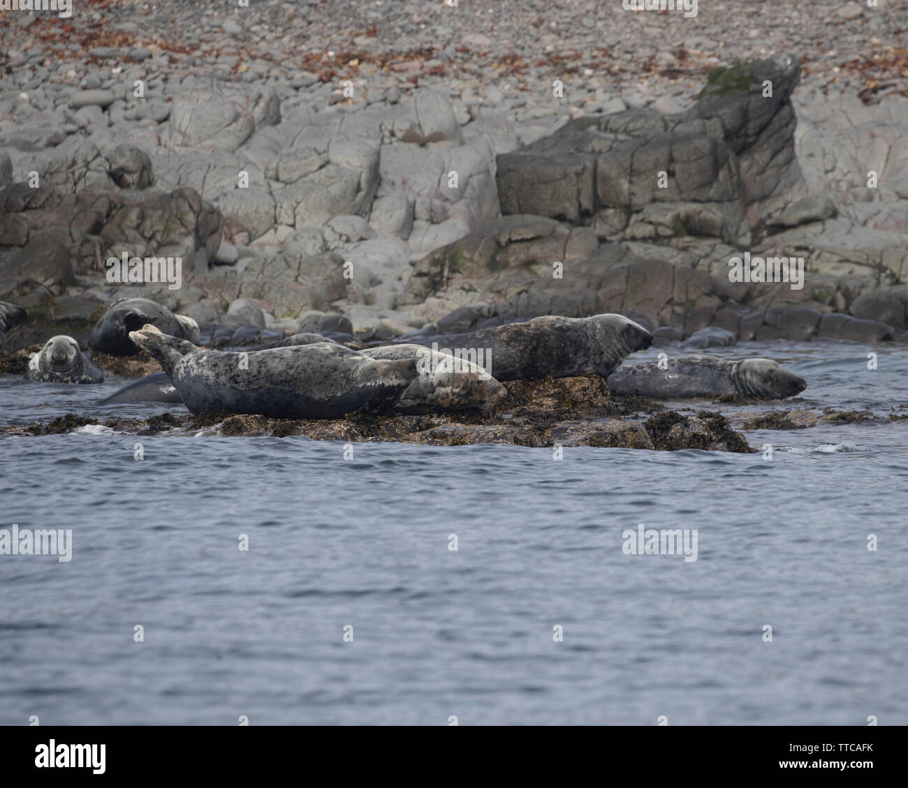 Les phoques gris se trouvant sur la rive de l'Iles Farne Banque D'Images