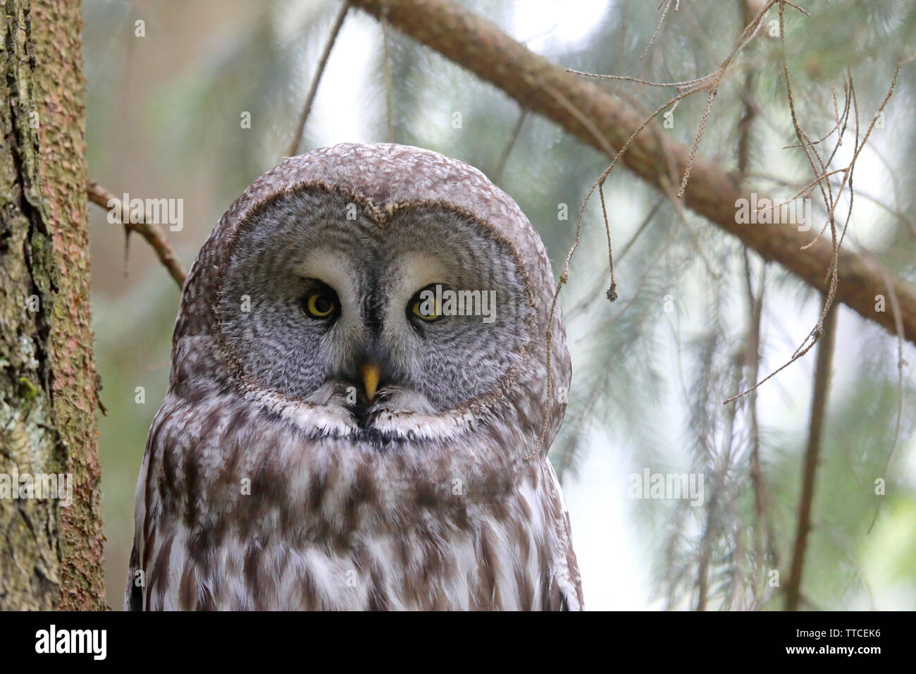 Le visage d'un homme adulte Chouette lapone ou la Chouette lapone (Strix nebulosa) dans la forêt de Bialowieza du Bélarus Banque D'Images