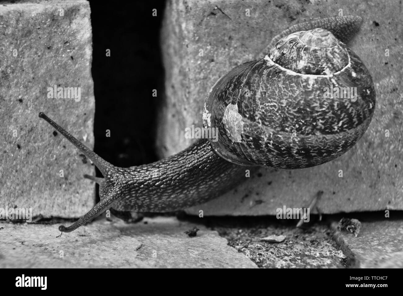 La photo en gros plan d'une politique commune de l'escargot rampant sur une brique en pierre Banque D'Images