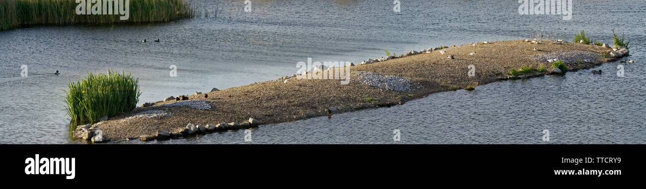 Repos d'oiseaux sur une île du lac au London Wetlands Centre, Barnes. Londres Banque D'Images