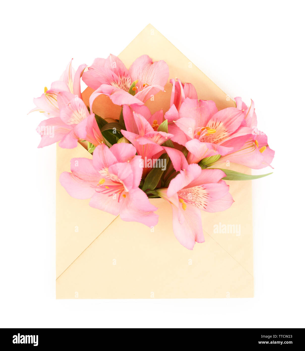 L'alstroemeria rose dans enveloppe, isolated on white Banque D'Images
