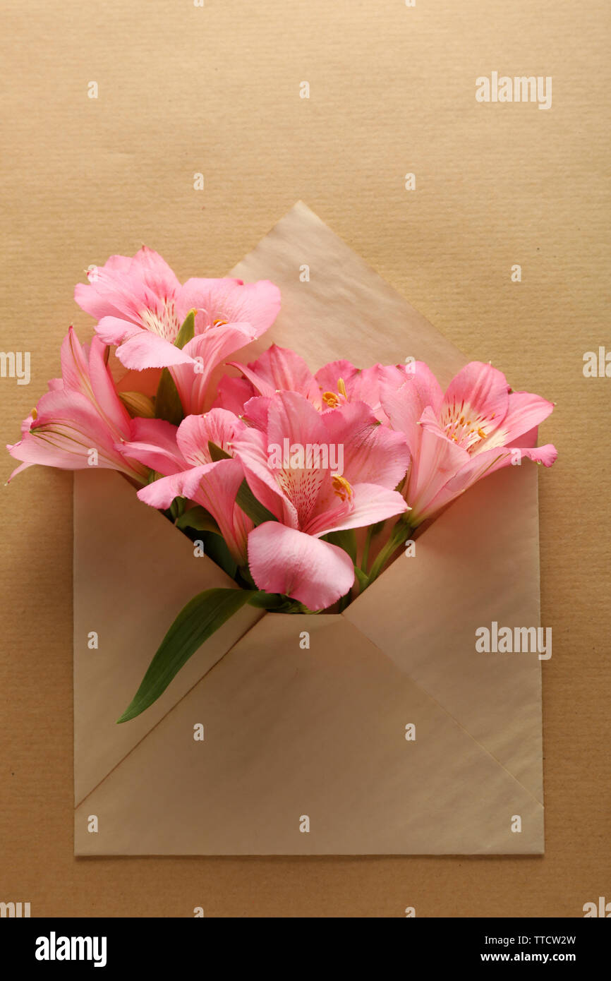 L'Alstroemeria rose dans une enveloppe sur fond beige Banque D'Images