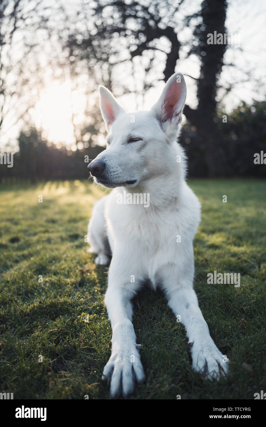 Husky Berger Allemand à La Fatigue En Lumière Filtrée Banque