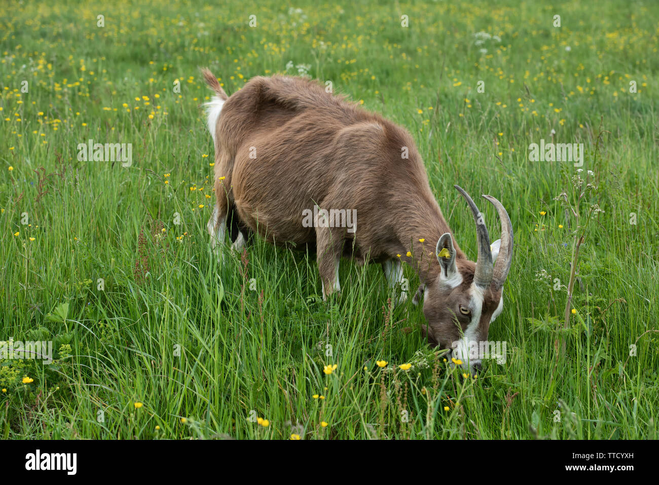 Thüringer waldziege nutztier,selbstversorgung,,,selbstversorger, Demeter, Bio-gemüsebauer,ziegen ziegenmilch, milch, milchbrodukte, Ziegenmilch, ziege Banque D'Images