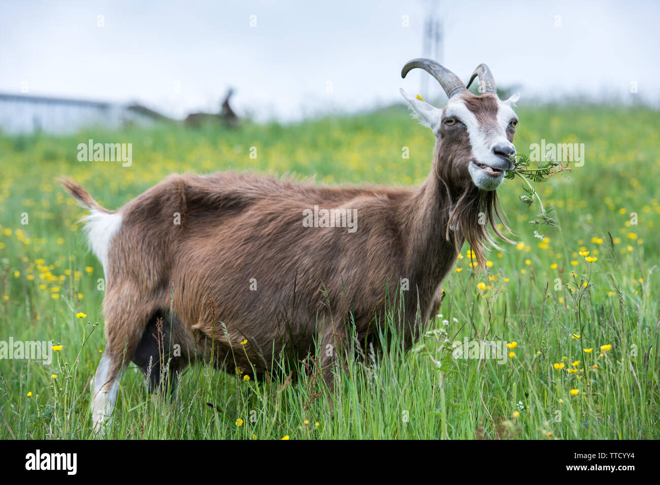 Thüringer waldziege nutztier,selbstversorgung,,,selbstversorger, Demeter, Bio-gemüsebauer,ziegen ziegenmilch, milch, milchbrodukte, Ziegenmilch, ziege Banque D'Images