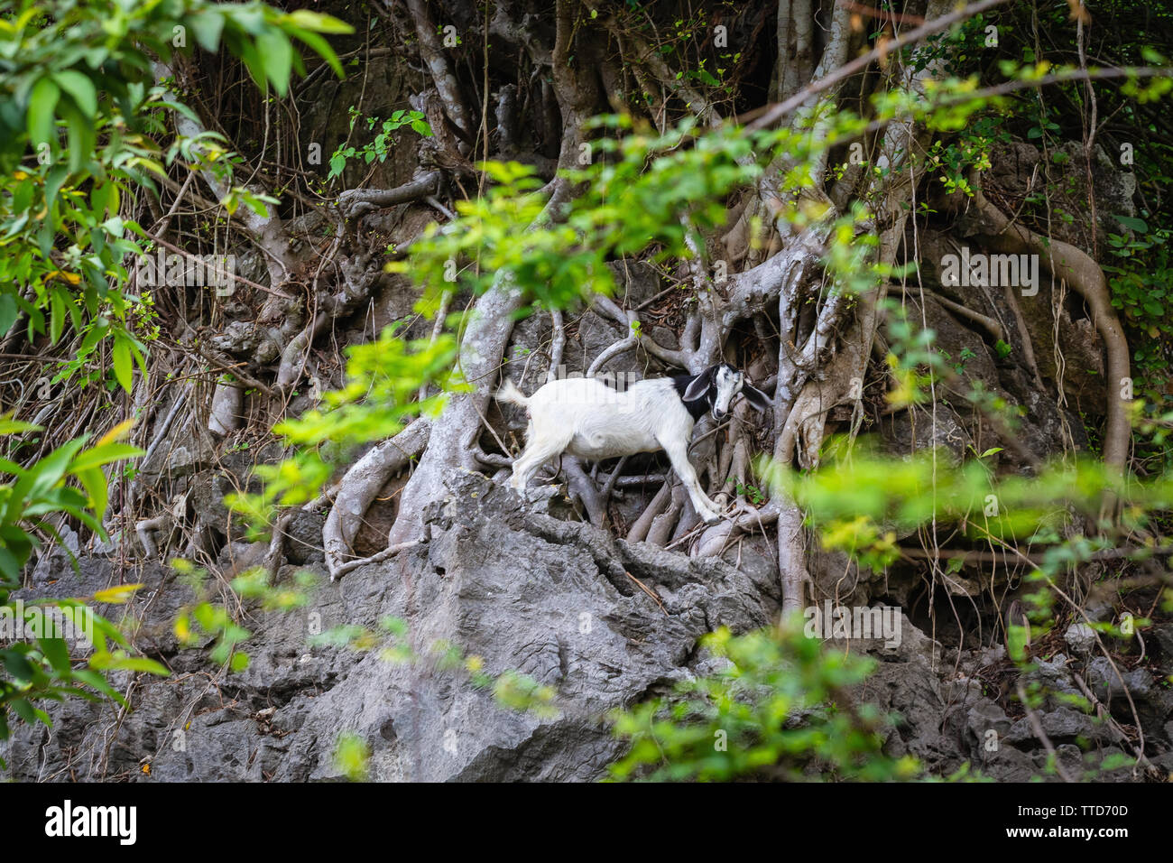 Chèvre blanche unique de grimper une falaise à Ile de Cat Ba, Province de Hai Phong, Vietnam, Asie Banque D'Images