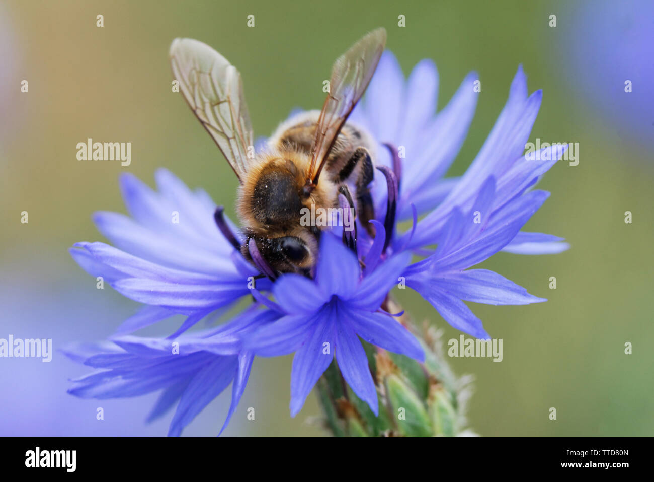 Bee assis sur le bouton bleu fleur baccalauréat Banque D'Images