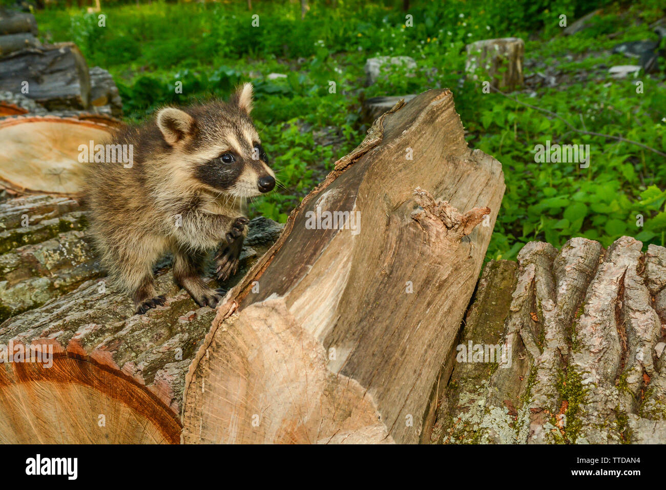 Impact de la perte d'Habitat sur les espèces Banque D'Images