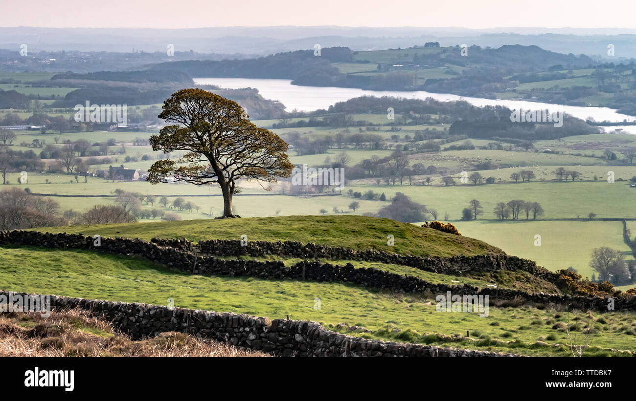 Tittesworth réservoir, Staffordshire avec arbre en premier plan comme vu de cafards, le Peak District, England, UK Banque D'Images