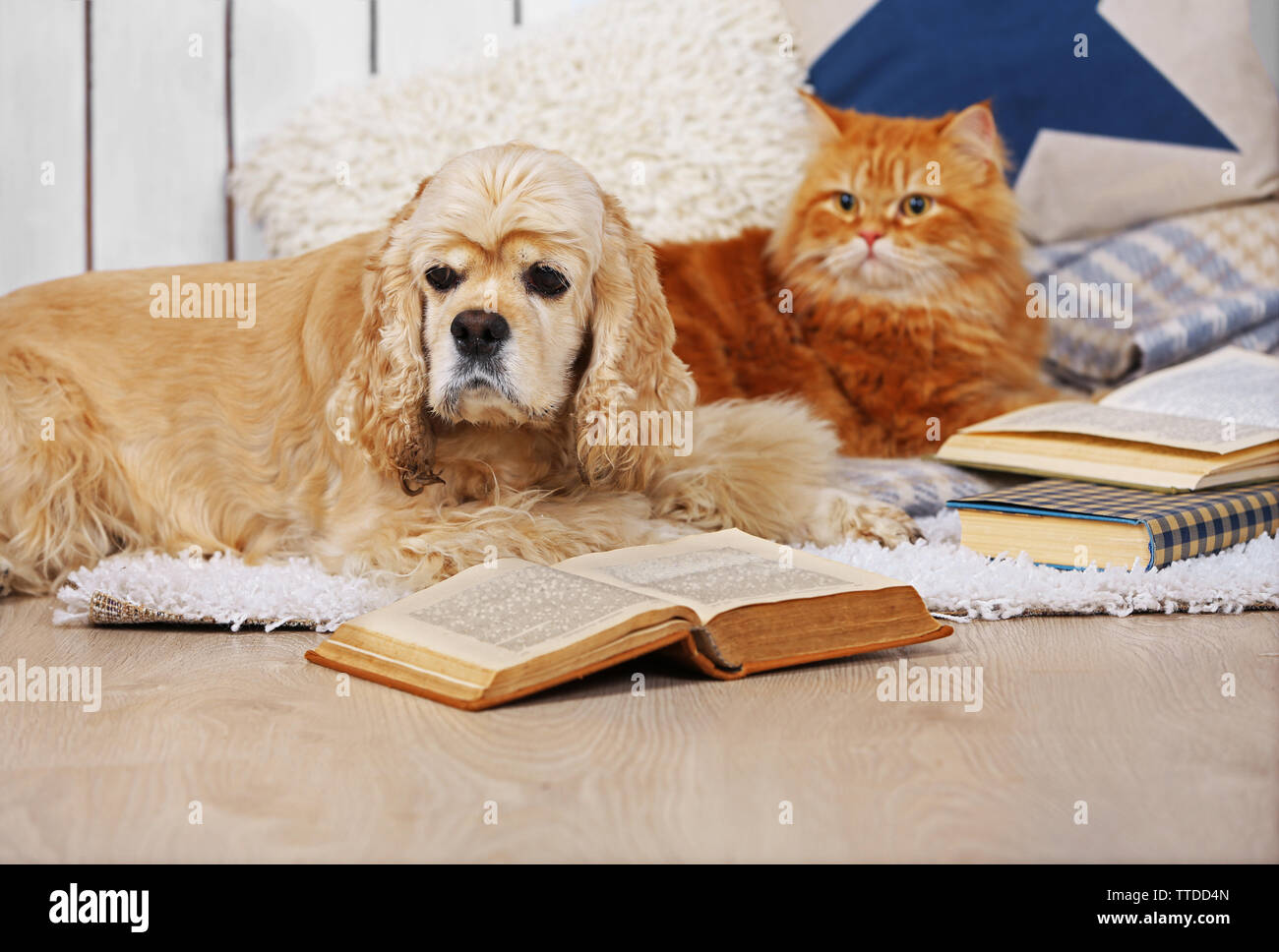 Chat et chien avec des livres sur canapé à l'intérieur Banque D'Images