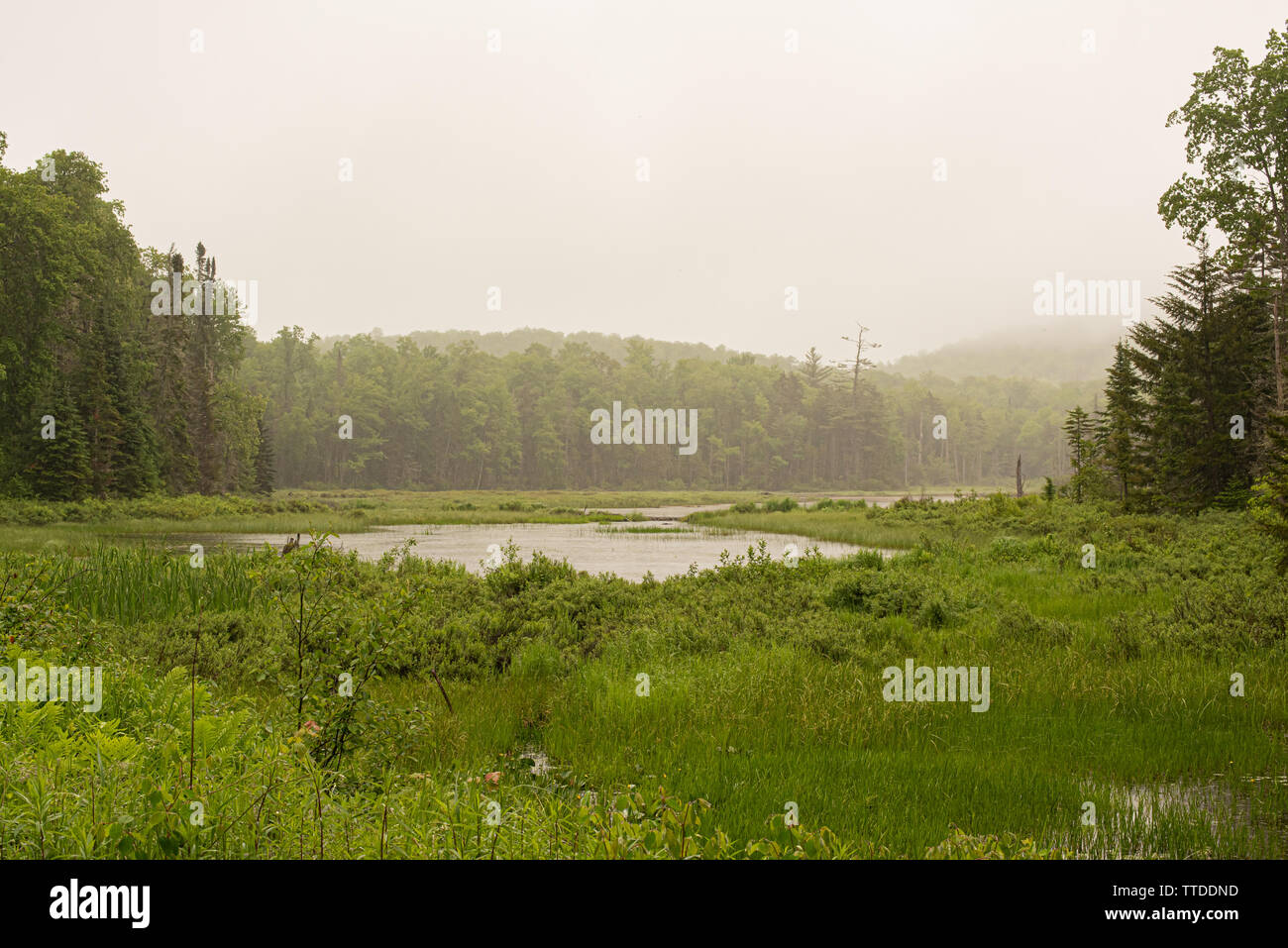 Un étang de castors et la superficie des terres humides dans les Adirondacks, NY USA sur un ciel nuageux misty après-midi pluvieux. Banque D'Images