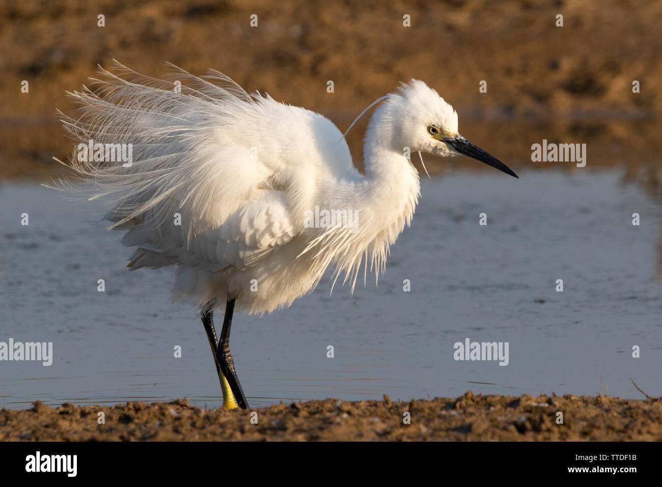 Aigrette garzette (Egretta garzetta) affichage en plumage nuptial Banque D'Images