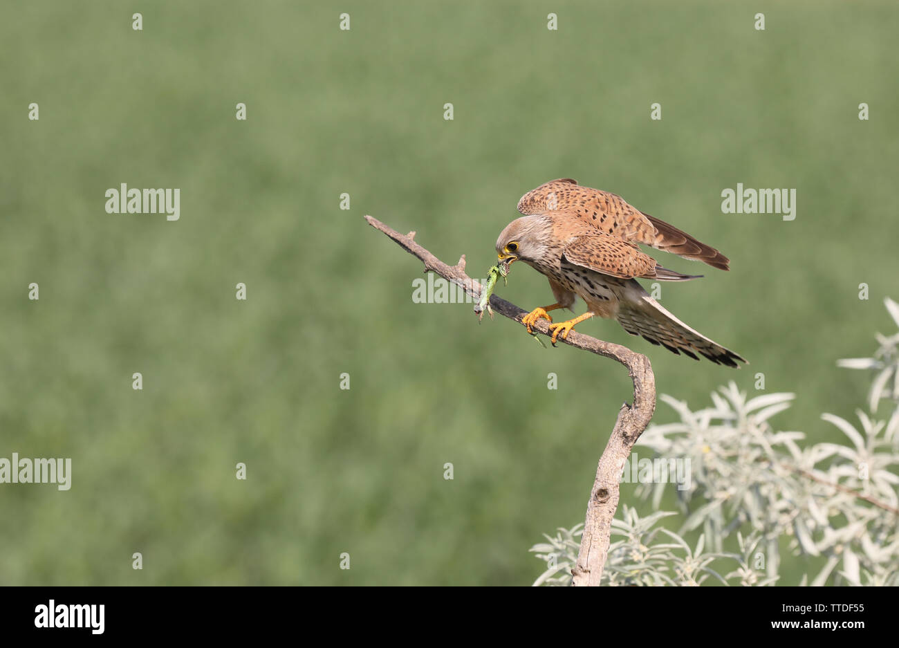 Faucon crécerelle (Falco tinnunculus) avec les proies (un lézard). Photographié dans le PN d'Hortobagy, Hongrie Banque D'Images