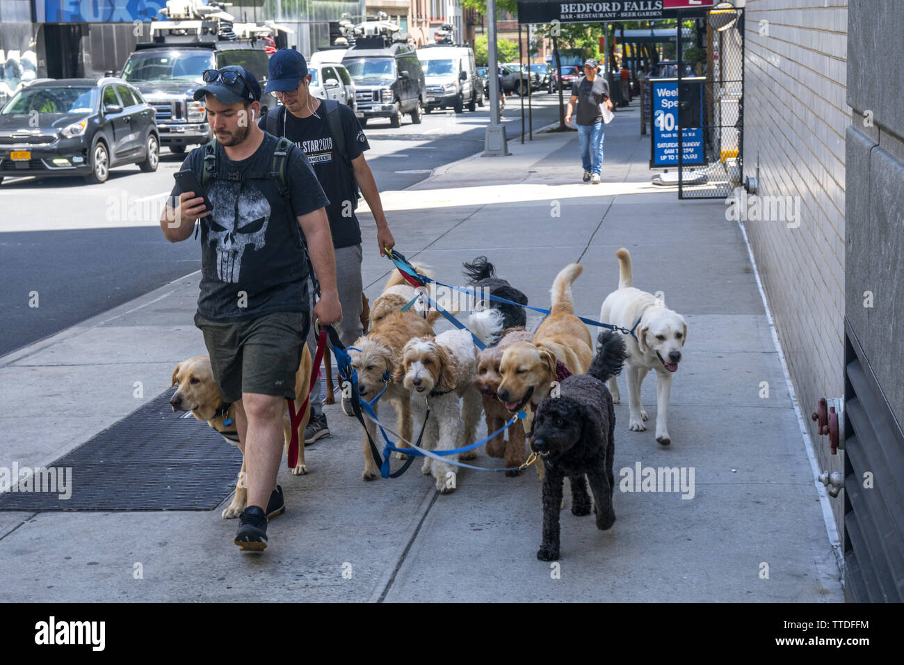 Promenade de chien professionnel peut être une entreprise lucrative sur Manhattan dans l'Upper East Side où les chiens sont membres à part entière de la famille. East 67th St., près de Banque D'Images