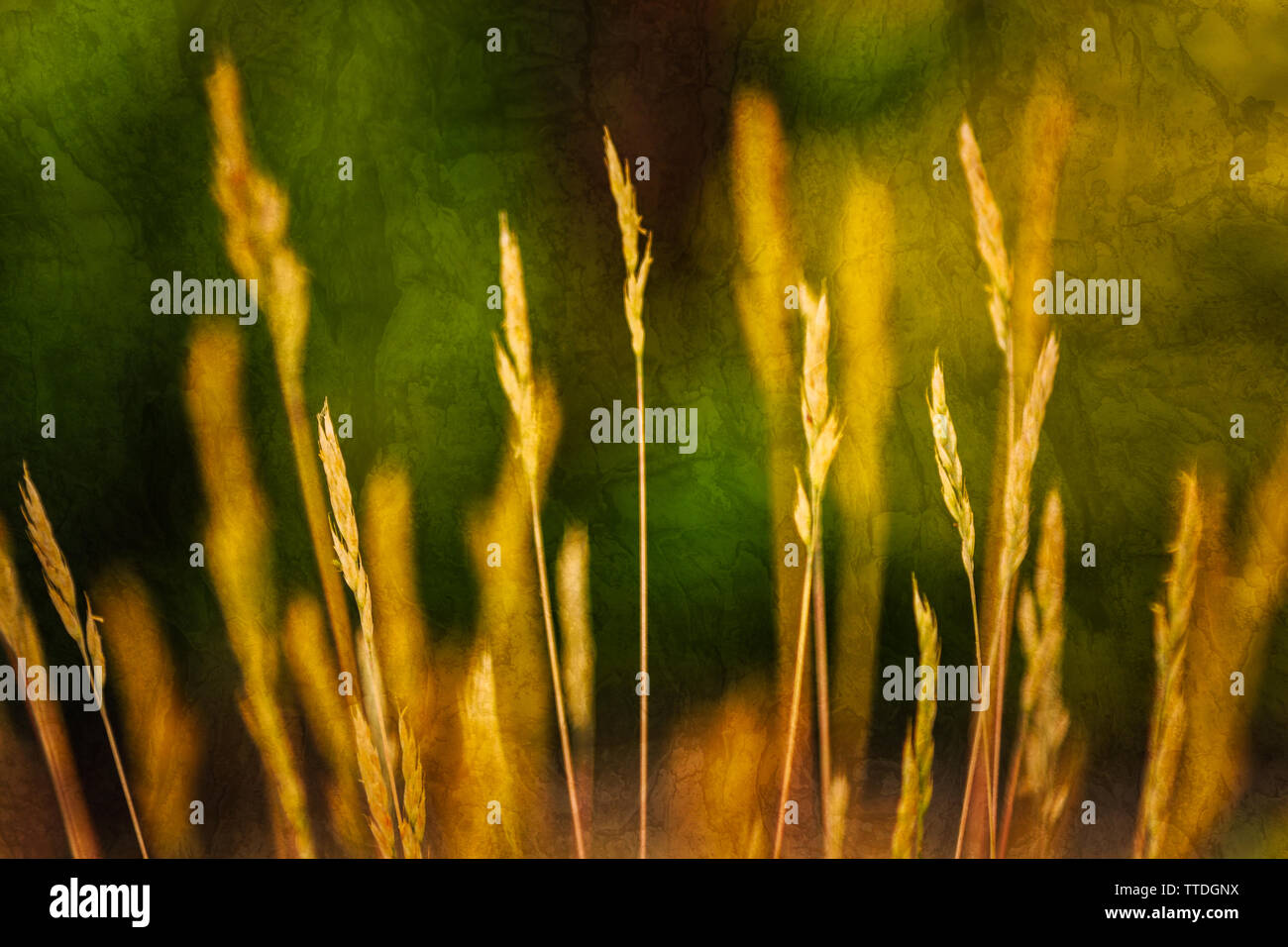 L'herbe jaune sur un fond vert, double exposition, profondeur de champ ; le concept de la photographie, illustration symbolique des changements climatiques et Banque D'Images
