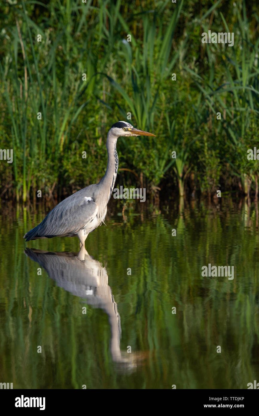 Héron cendré (Ardea cinerea) avec son reflet au bord d'un lac encore Banque D'Images