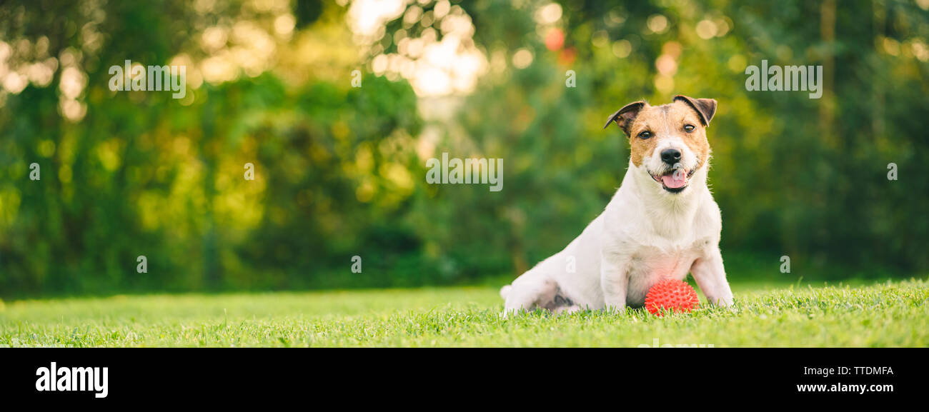 Happy dog Playing with ball assis à pelouse arrière (vue panoramique) de la récolte Banque D'Images