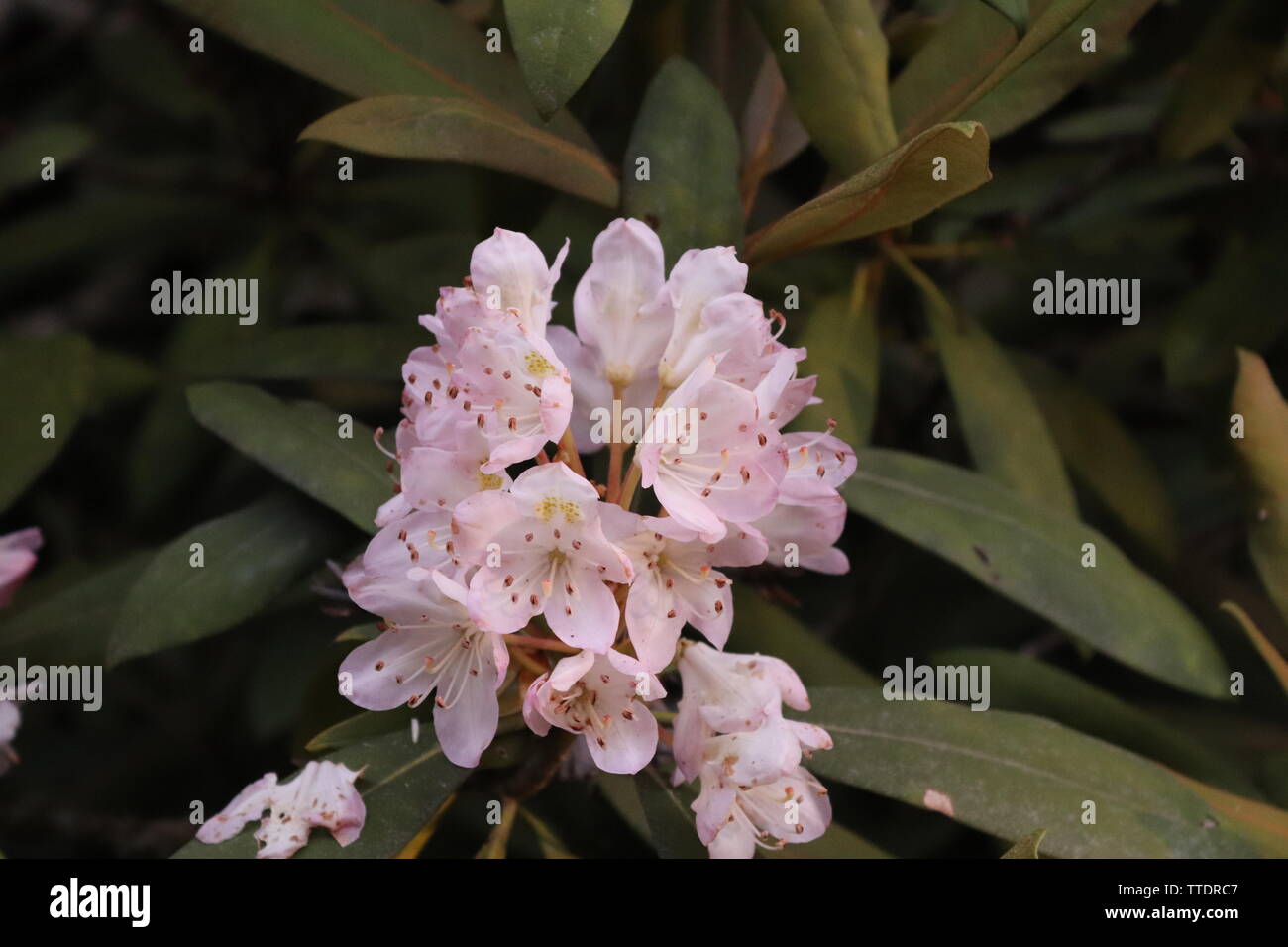 Un rhododendron (Rhododendron ferrugineum) dans les montagnes NC Banque D'Images
