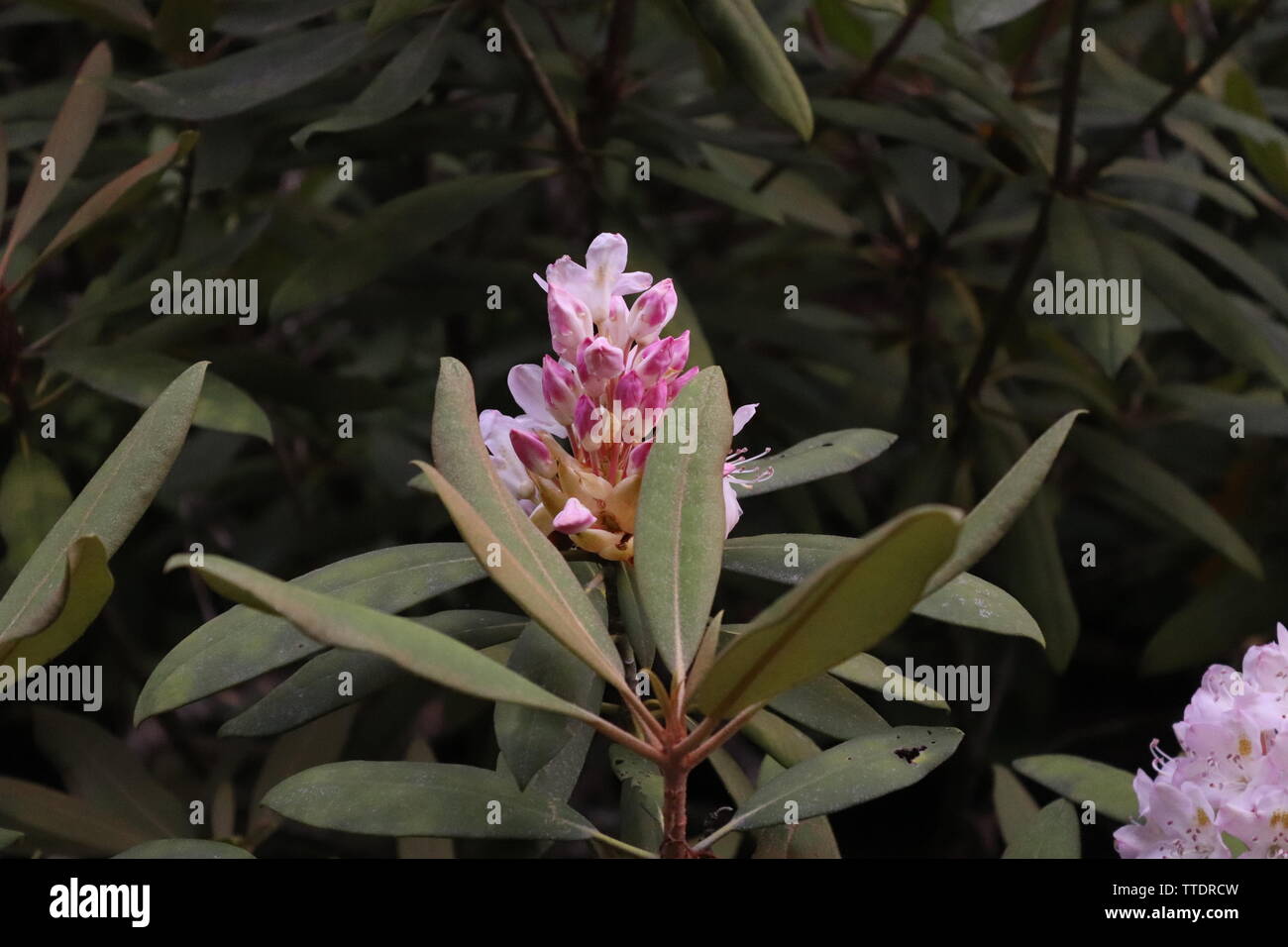 Un rhododendron (Rhododendron ferrugineum) dans les montagnes NC Banque D'Images