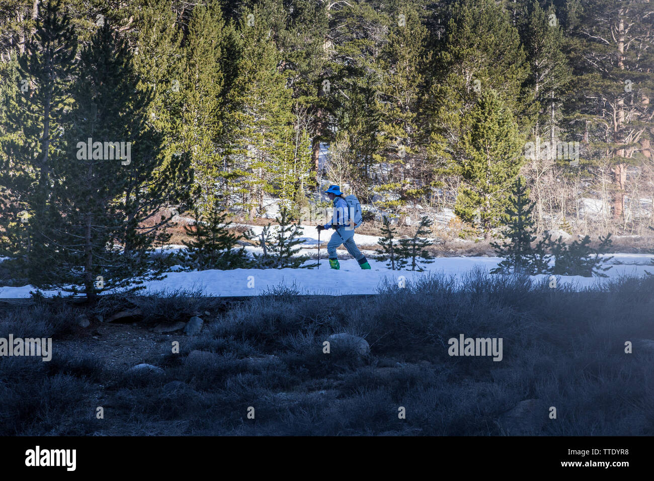 La fondeuse à neige un sentier dans une forêt de la Sierra Nevada en Californie , États-Unis ; Banque D'Images