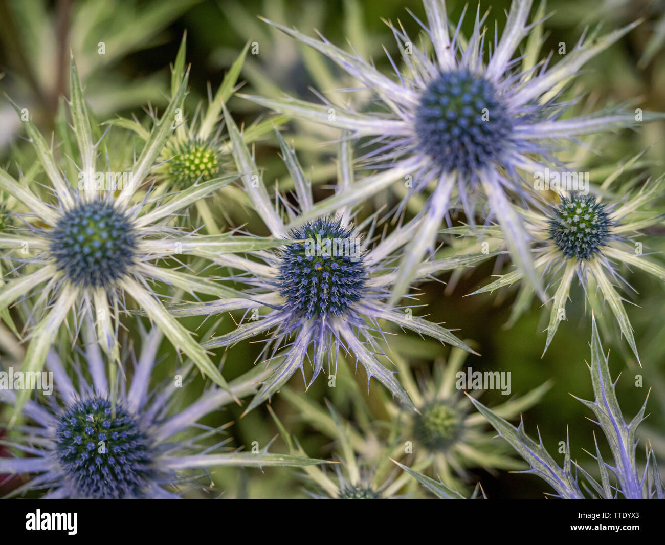 Eryngium 'Zabelii Jos Eyking' Banque D'Images