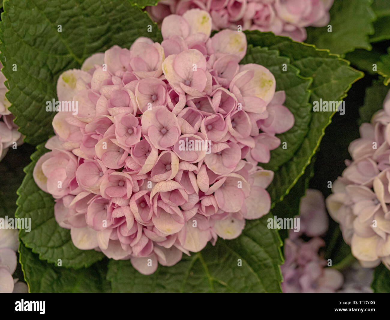 Hydrangea macrophylla révolution magique' Banque D'Images