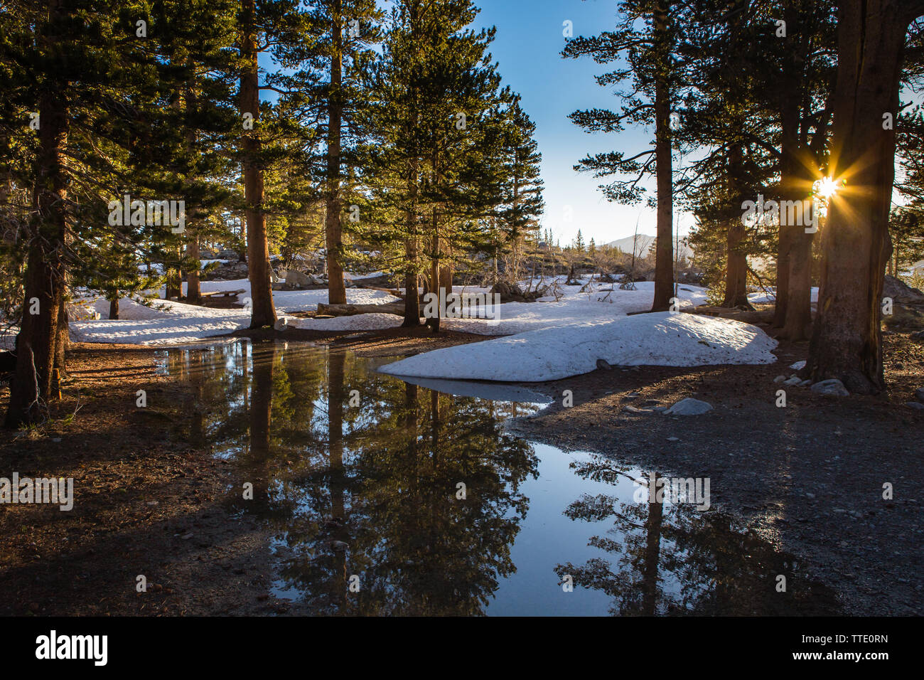 La fonte de neige sur le sol de la forêt en laissant une flaque d'eau reflétant les pins comme le chaud soleil brille à travers les arbres Banque D'Images