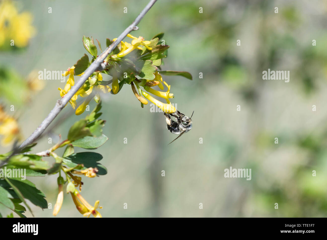 Un Noir et Blanc Digger Bee (Anthophorini) recueille le pollen d'une plante Banque D'Images