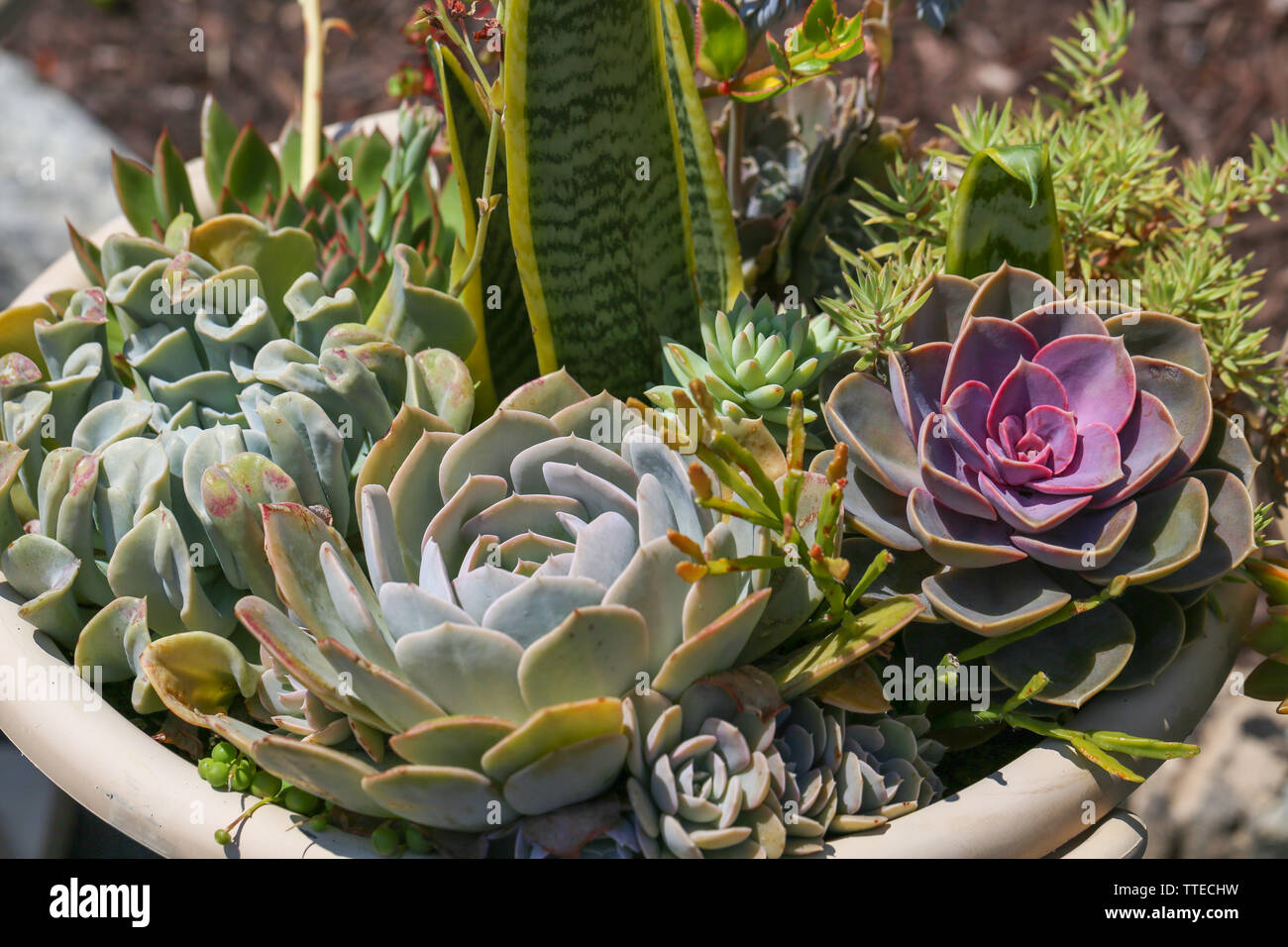 Plantes Succulentes dans un pots en béton. Petit jardin avec cactuse miniature, Echeveria, crassula. Accueil les plantes d'intérieur. - Image Banque D'Images