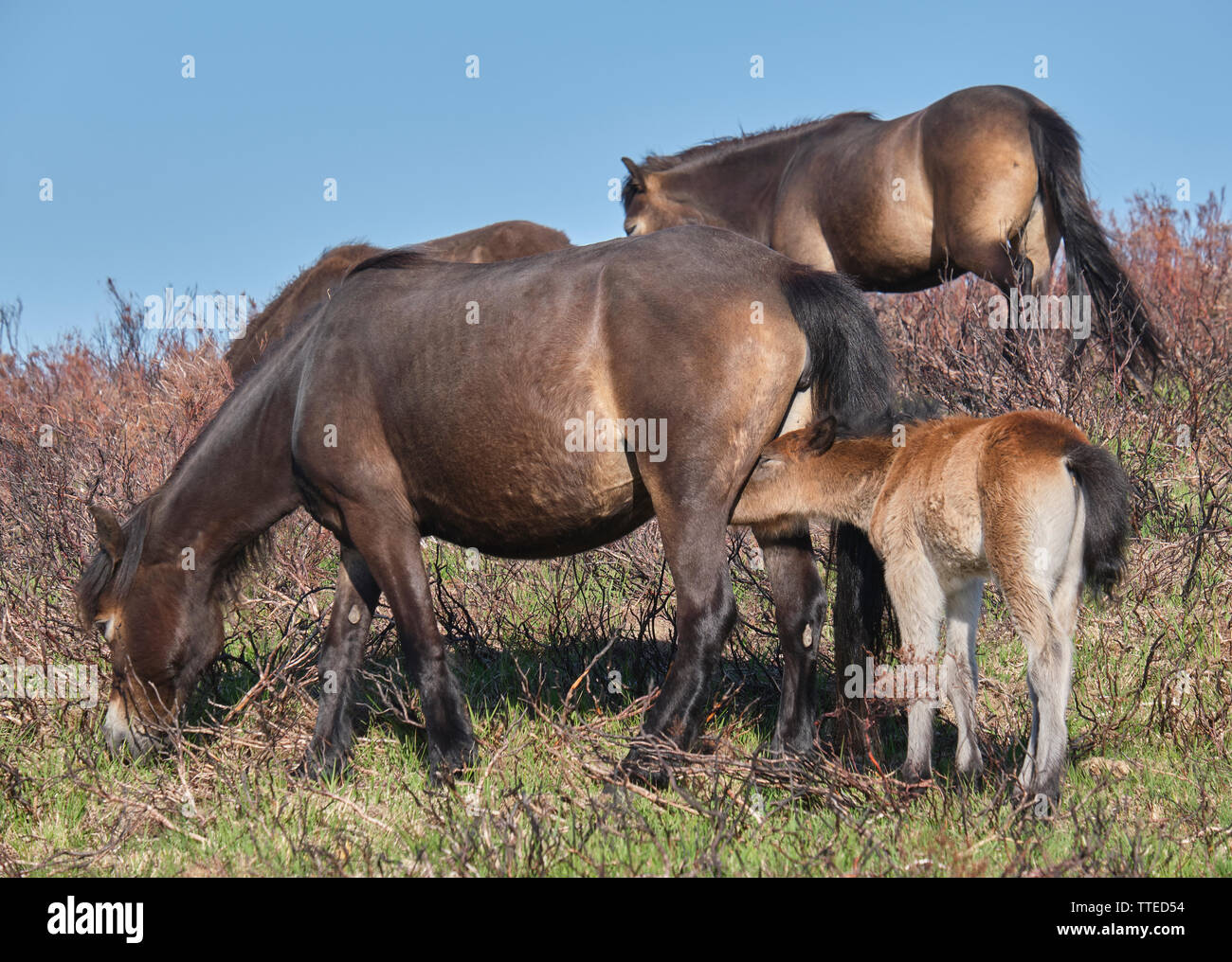 Poneys Exmoor avec suckling poulain sur la lande Banque D'Images