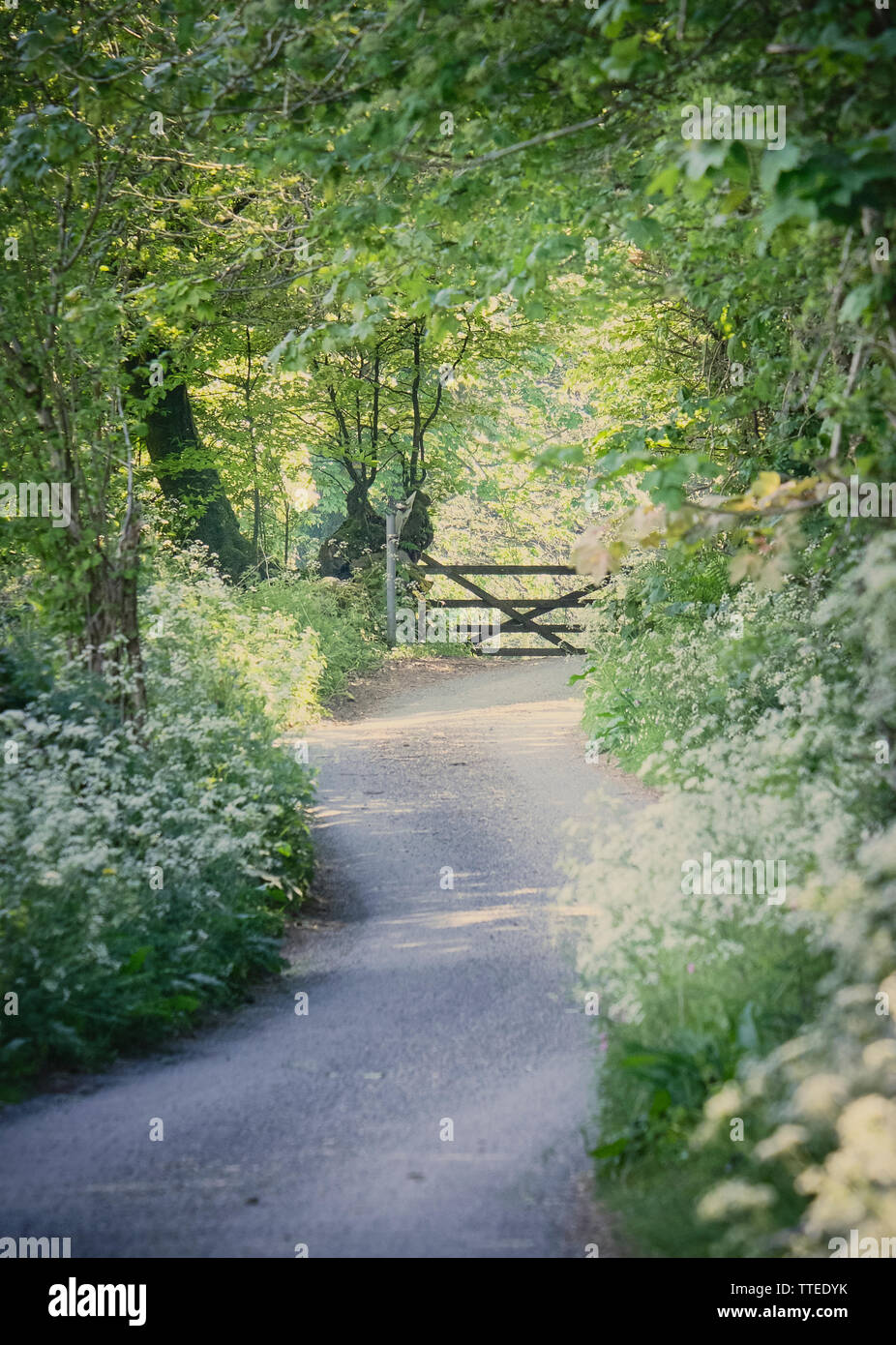 Chemin de campagne avec des fleurs sauvages et la porte au printemps Banque D'Images