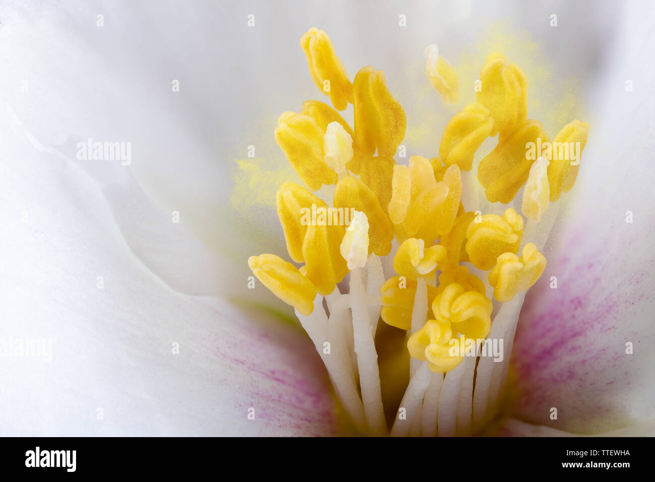 Les étamines des fleurs blanches Philadelphus extreme close up avec du pollen Banque D'Images