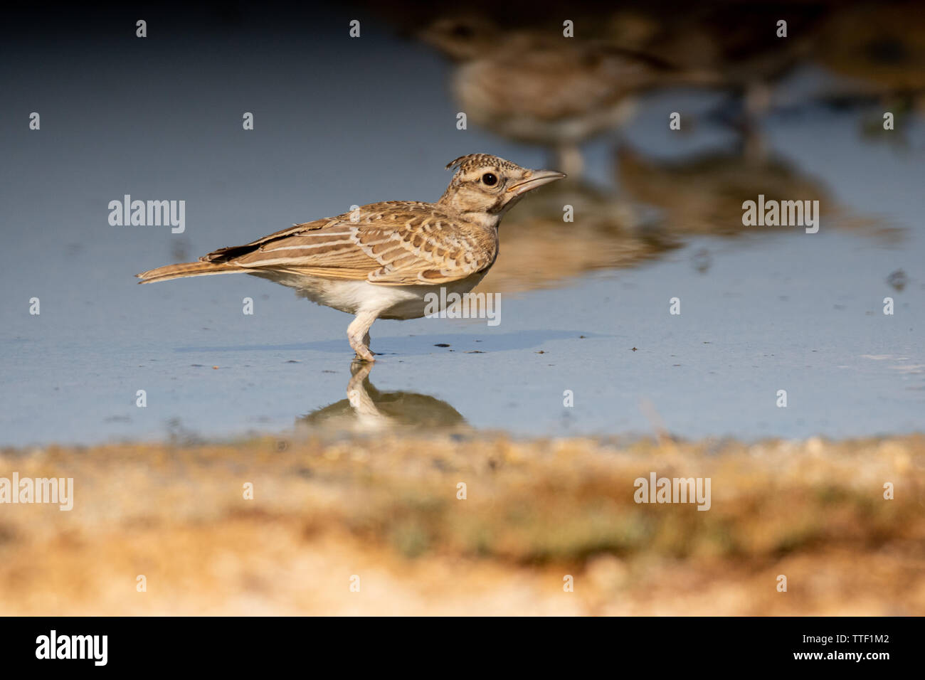 (Galerida cristata Crested Lark) Banque D'Images