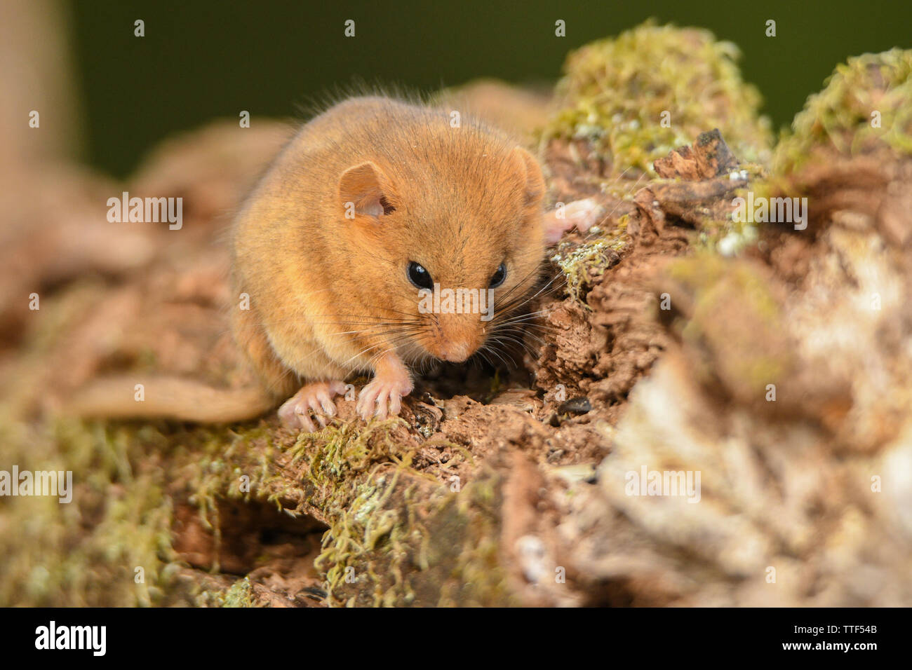 Un mignon, doux animal. Muscardinus avellanarius Hazel (Vanessa cardui). Bieszczady. Pologne Banque D'Images