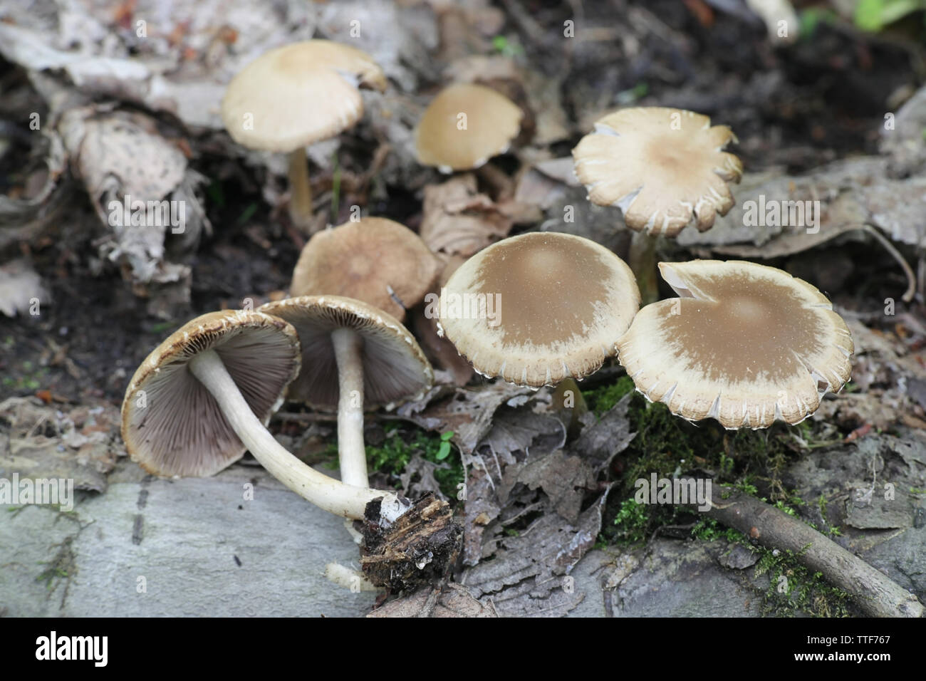 Psathyrella candolleana, connu comme brittlestem pâle ou champignons psathyrella commun Banque D'Images