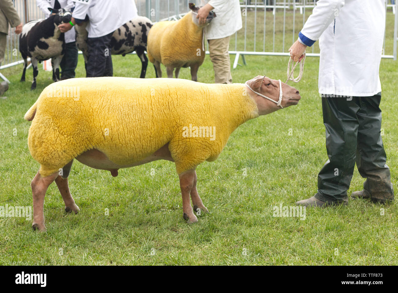 Tuftées jaune Charolais Ram dans le ring d'exposition à l'exposition du comté de Malvern Banque D'Images