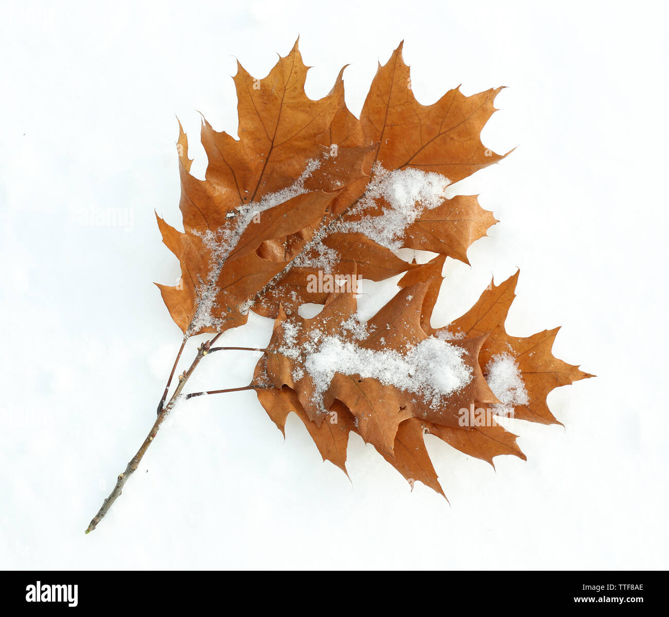 Belle branche d'arbre avec feuilles brun naturel sur snowdrift, Close up Banque D'Images