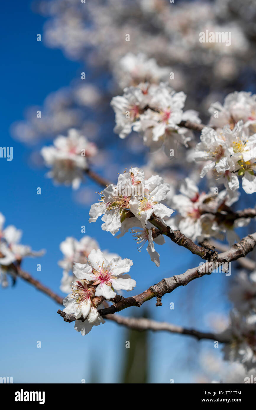 Fleurs de l'amandier contre ciel bleu aux beaux jours de printemps Banque D'Images
