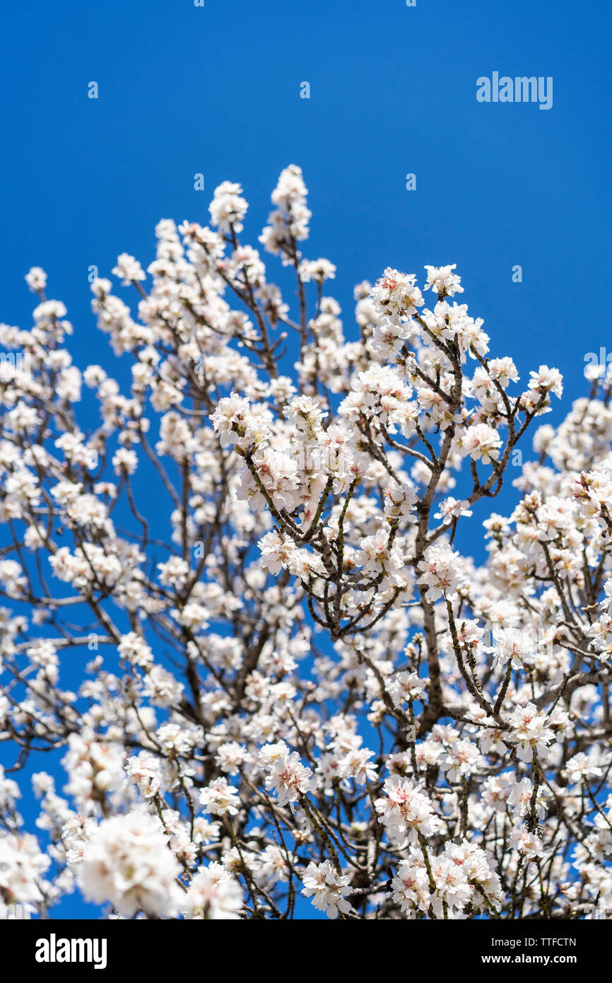 Fleurs de l'amandier contre ciel bleu aux beaux jours de printemps Banque D'Images