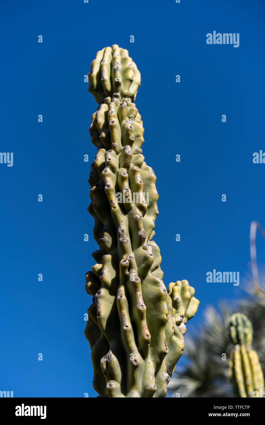 Cactus contre ciel bleu sur sunny day Banque D'Images