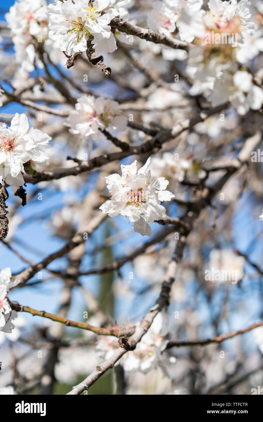 Fleurs de l'amandier contre ciel bleu aux beaux jours de printemps Banque D'Images