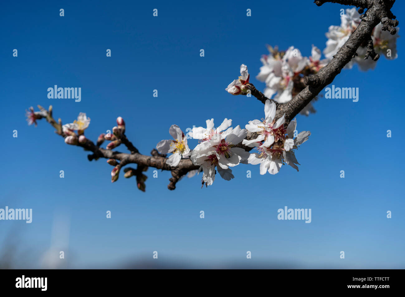 Fleurs de l'amandier contre ciel bleu aux beaux jours de printemps Banque D'Images