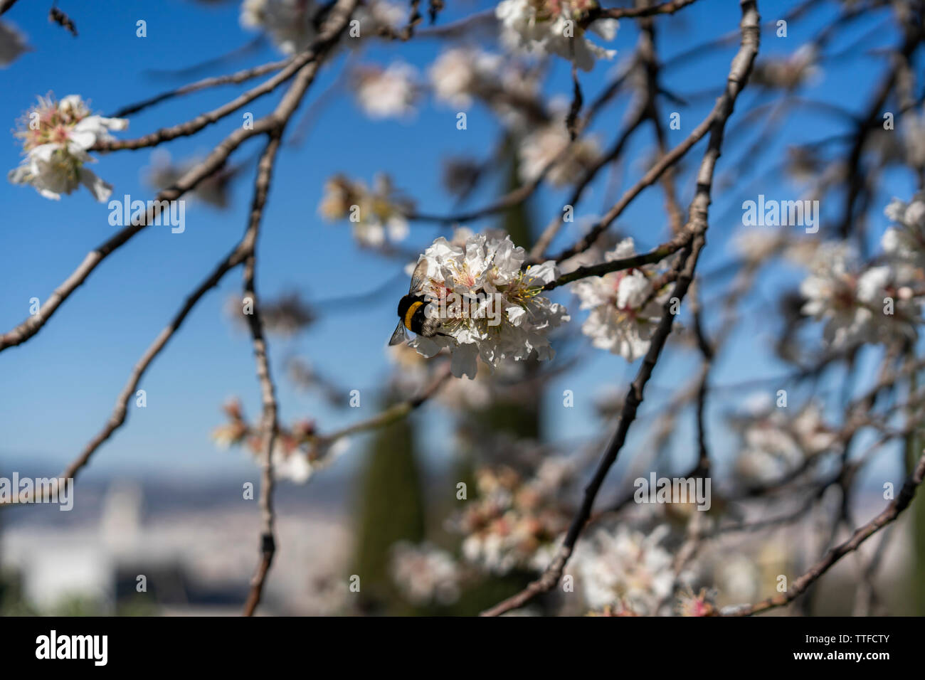 Fleurs de l'amandier contre ciel bleu aux beaux jours de printemps Banque D'Images